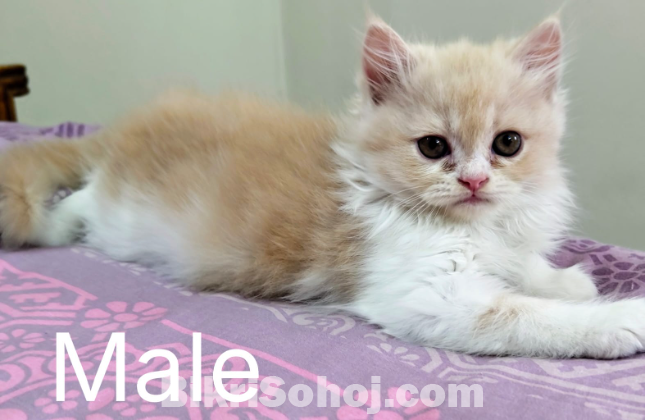 Traditional Persian Kitten